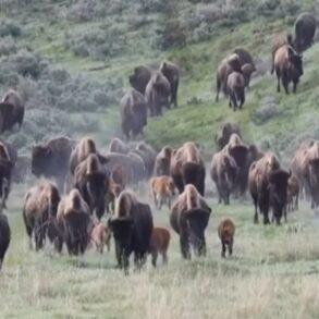 Bison herd yellowstone