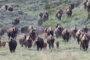 Bison herd yellowstone