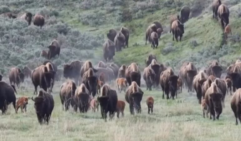 Bison herd yellowstone