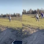 Bison charge