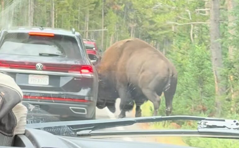Bison charge pop tire
