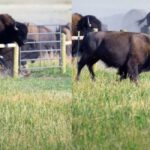 Bison fence
