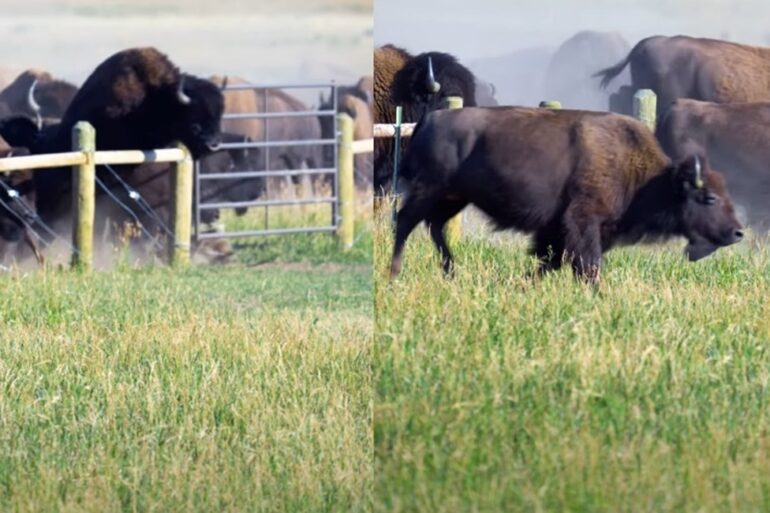 Bison fence