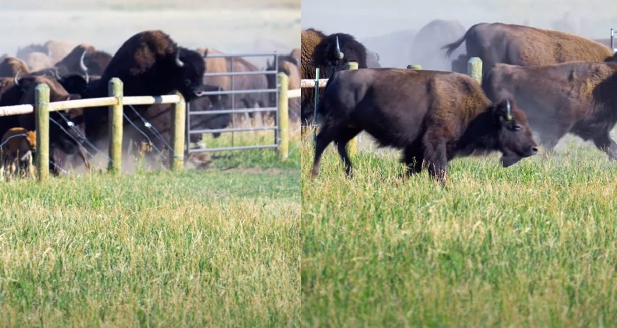 Herd of Wild Bison Smash Through Fence Near Grand Teton National Park