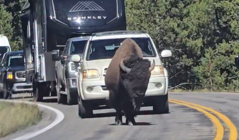 Bison