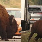 Bison
