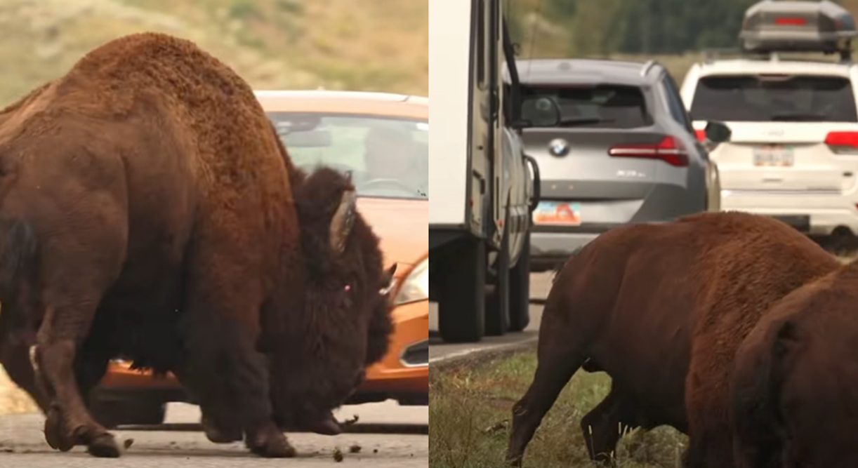 Two Massive Bison Smash Heads Across Yellowstone National Park Roadway