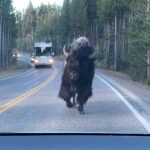 Bison charges