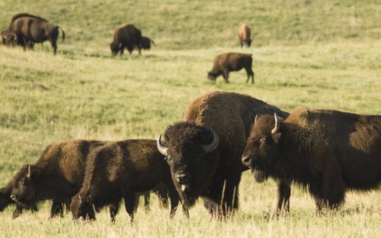 A herd of buffalo in a field
