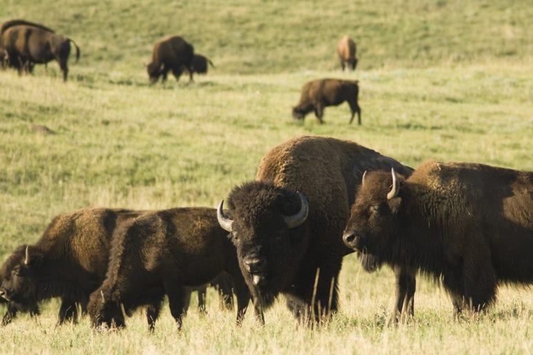 A herd of buffalo in a field
