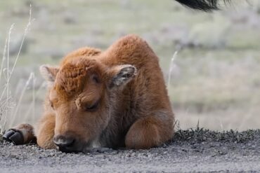 Bison Calf