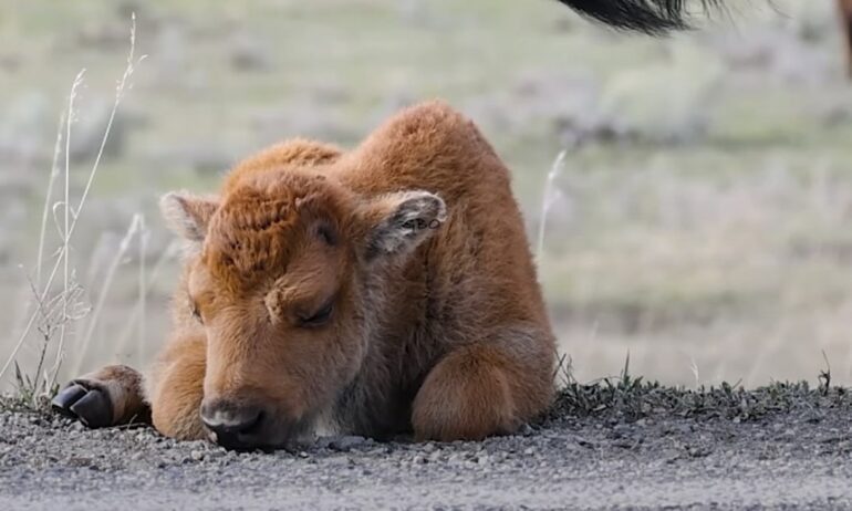 Bison Calf