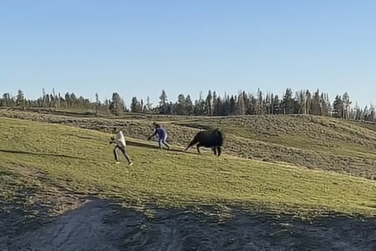 Yellowstone bison charge