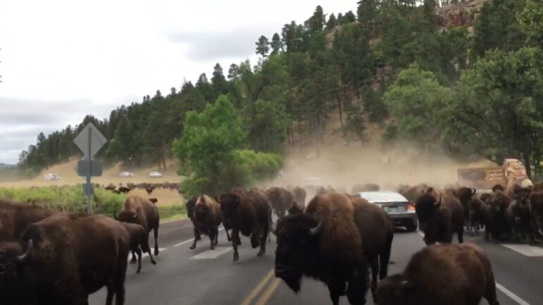 Bison stampede at Custer State Park