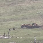Bison funerall