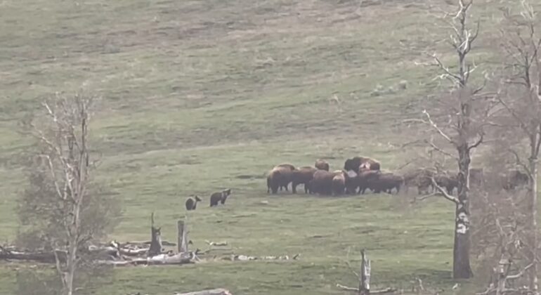 Bison funerall