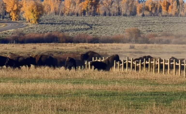 Bison GTNP