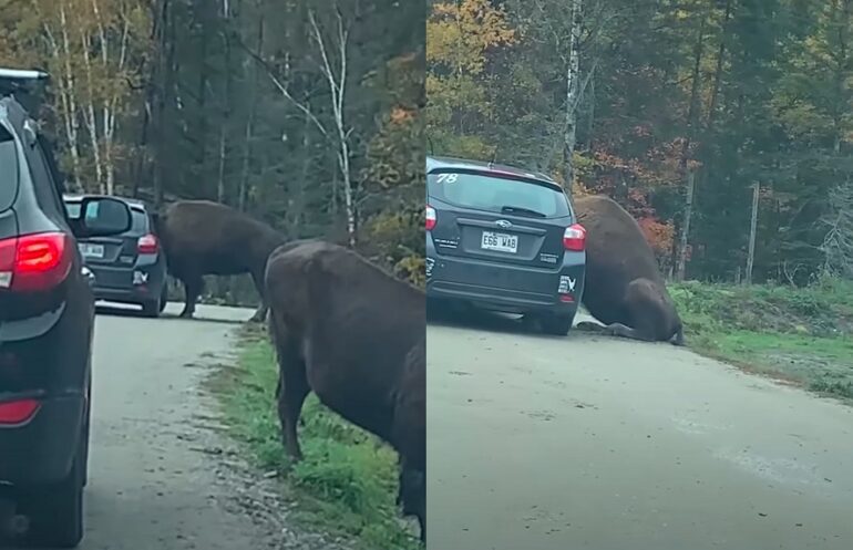 Bison stuck