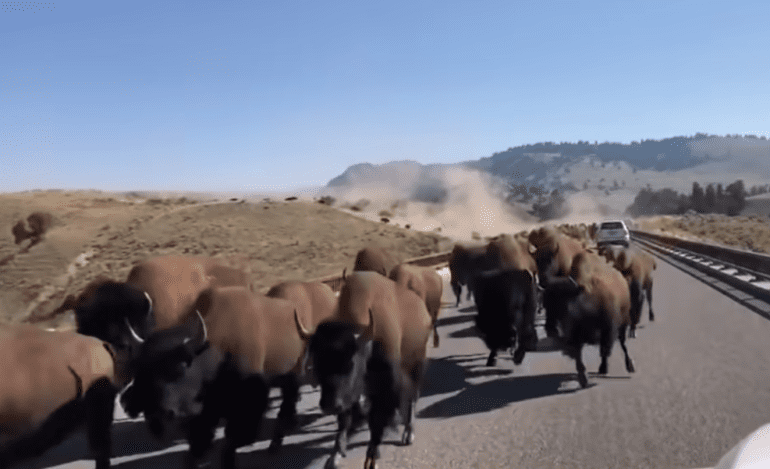 A herd of cattle crossing a road