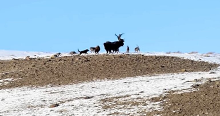 Bison tossing wolves