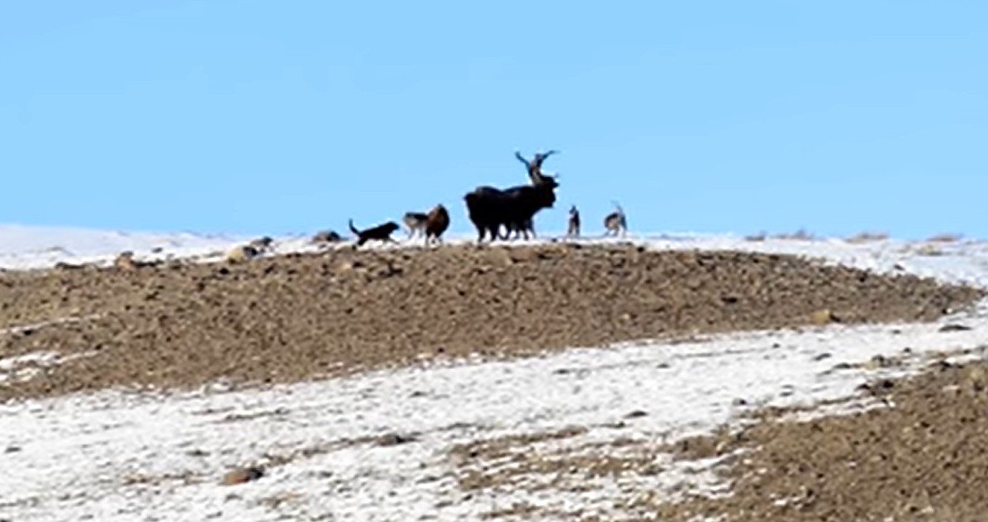 Watch A Yellowstone Bison Launch A Wolf Into The Air To Protect Her Calf