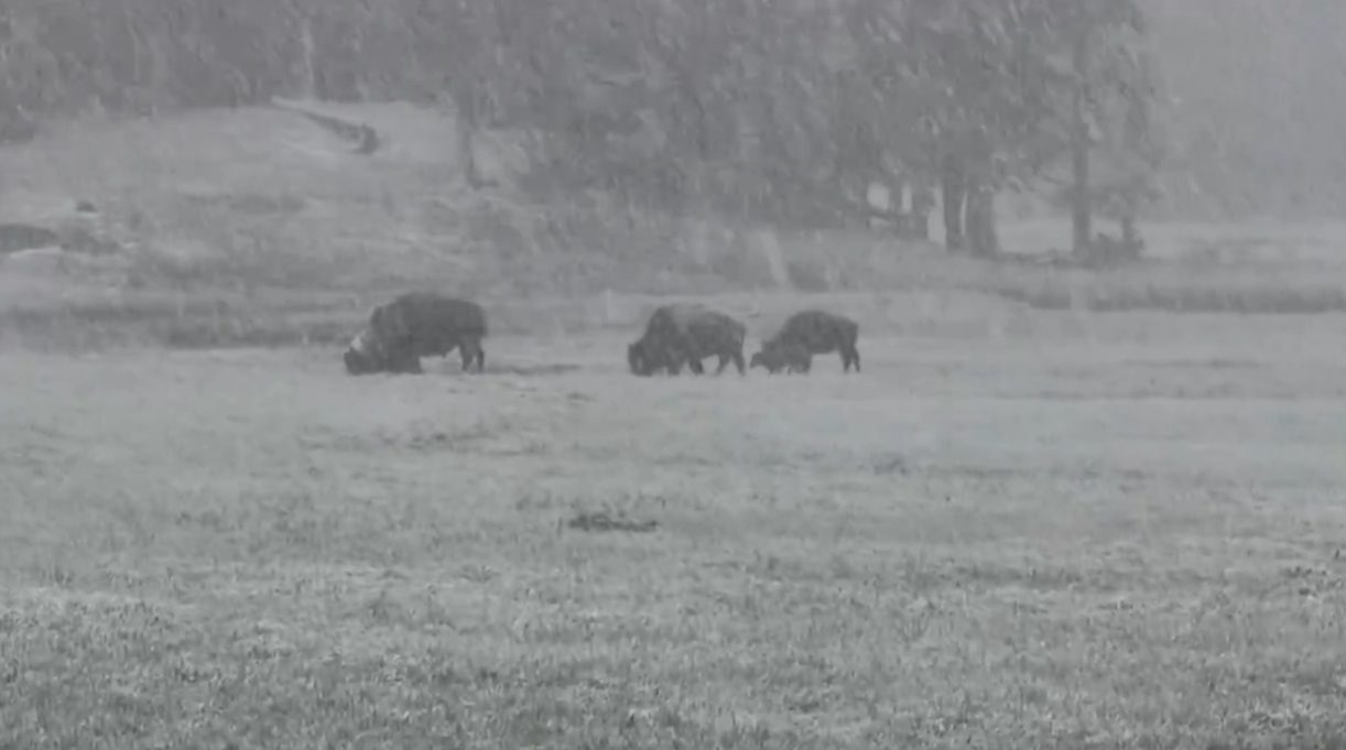 Bison In Yellowstone National Park Unbothered By Summertime Snow