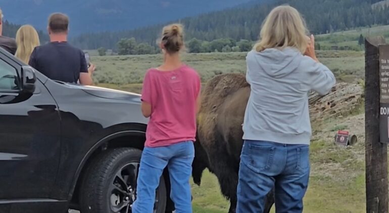 Yellowstone