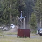 bison yellowstone flip