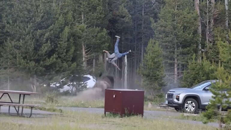 bison yellowstone flip