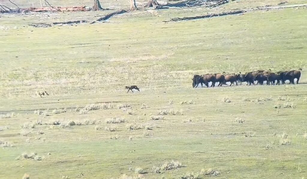 Bison Herd Gangs Up to Run Off a Pack of Wolves in Yellowstone National ...