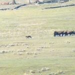 Bison charges wolves