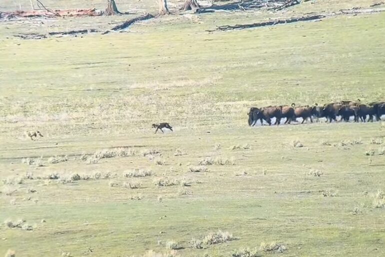 Bison charges wolves