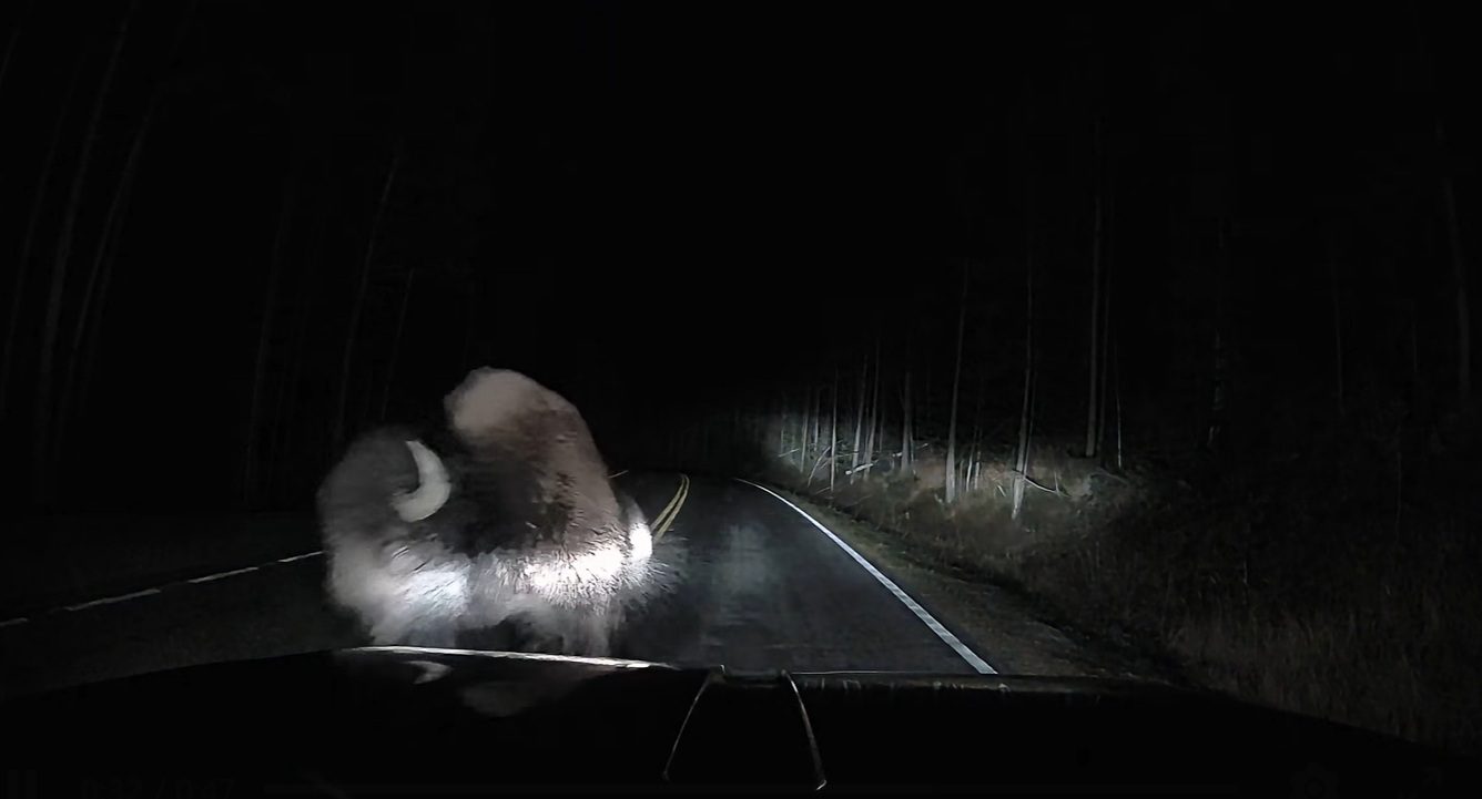 Yellowstone National Park Worker Gets Rammed By Angry Bison In The Dead Of Night