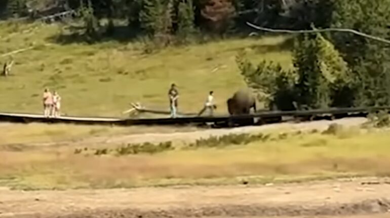 Bison charge kid Yellowstone