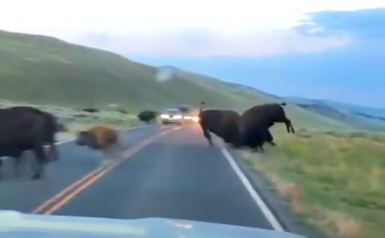 A group of animals on a road