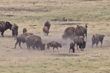 Bison Herd