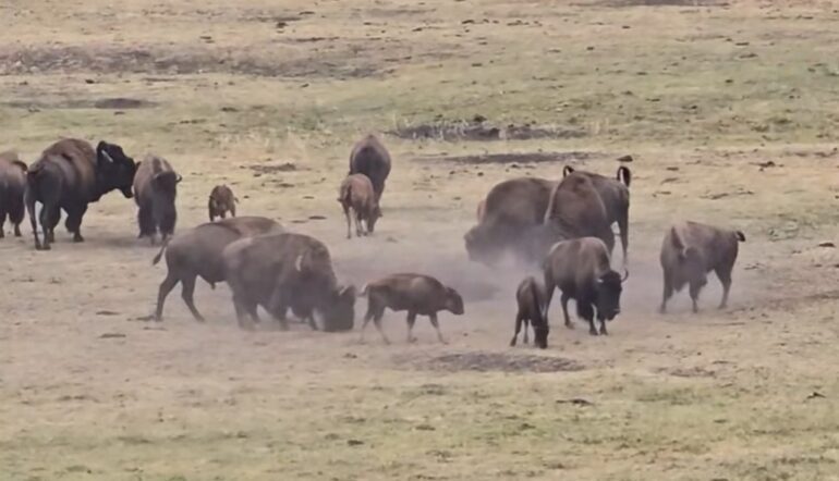 Bison Herd
