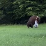 Bison charge