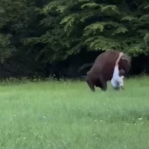 Bison charge