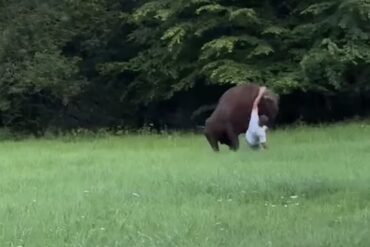 Bison charge