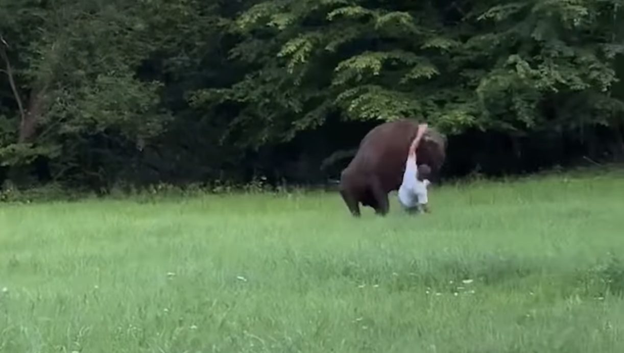Move Over Yellowstone: Tourist Gets Railroaded By European Bison In Viral Video From Poland