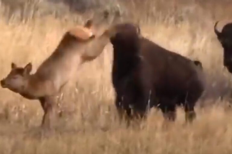 Bison elk Yellowstone