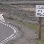 Bison