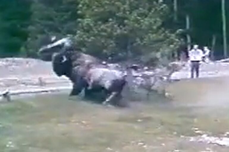 Bison launches man into tree