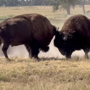Bison