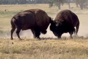Bison