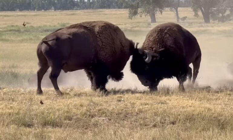 Bison