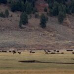 Bison Stampede