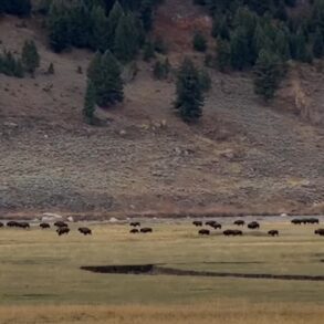 Bison Stampede