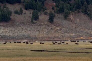 Bison Stampede